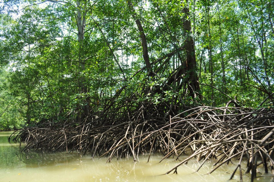 Costa Rica 7 Day Guided Bird Tour: November 9-16, 2024