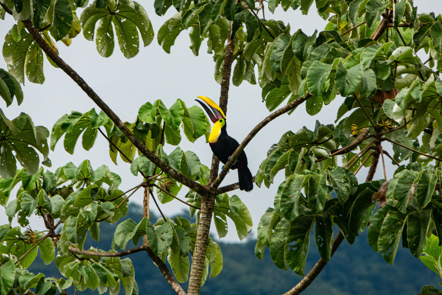 Costa Rica Guided Bird Tour: November 10-16, 2024