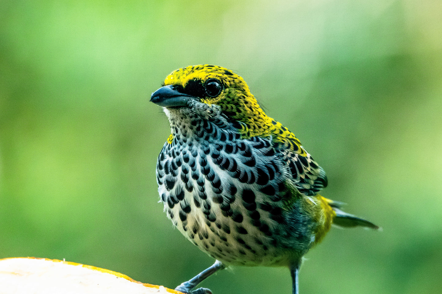 Costa Rica Guided Bird Tour: November 10-16, 2024