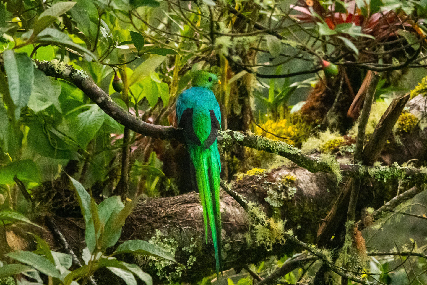 Costa Rica Guided Bird Tour: November 10-16, 2024