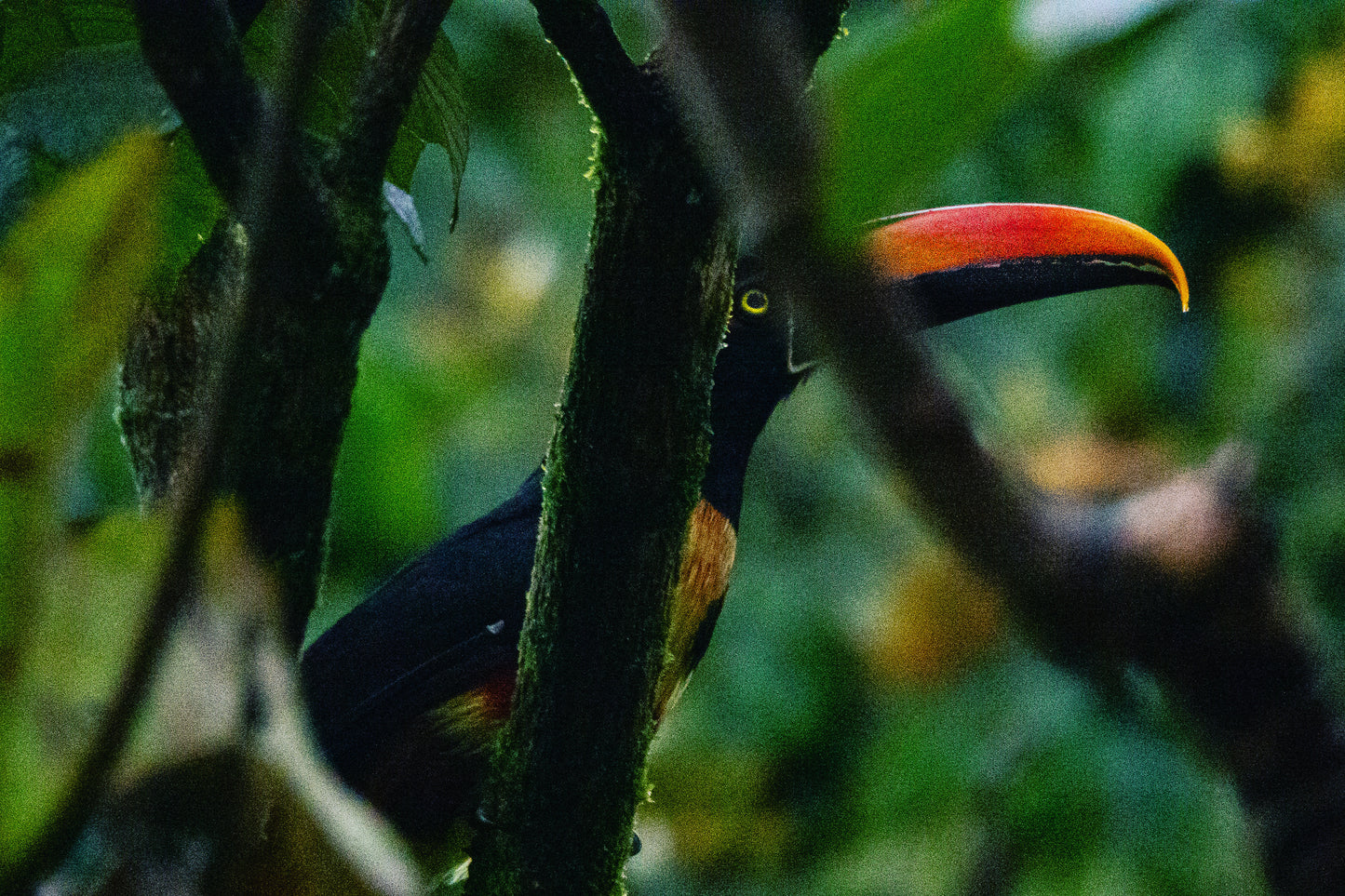 Costa Rica 7 Day Guided Bird Tour: November 9-16, 2024